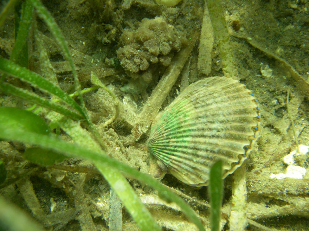 scallop