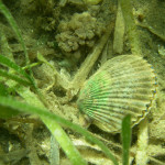 scallop